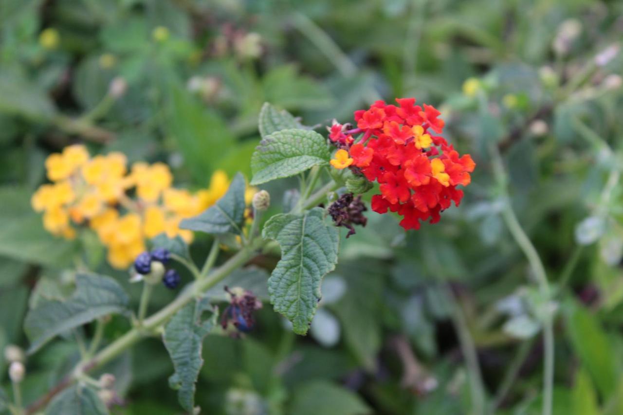 Quintinha Da Romana กามารา ดิ โลบุช ภายนอก รูปภาพ
